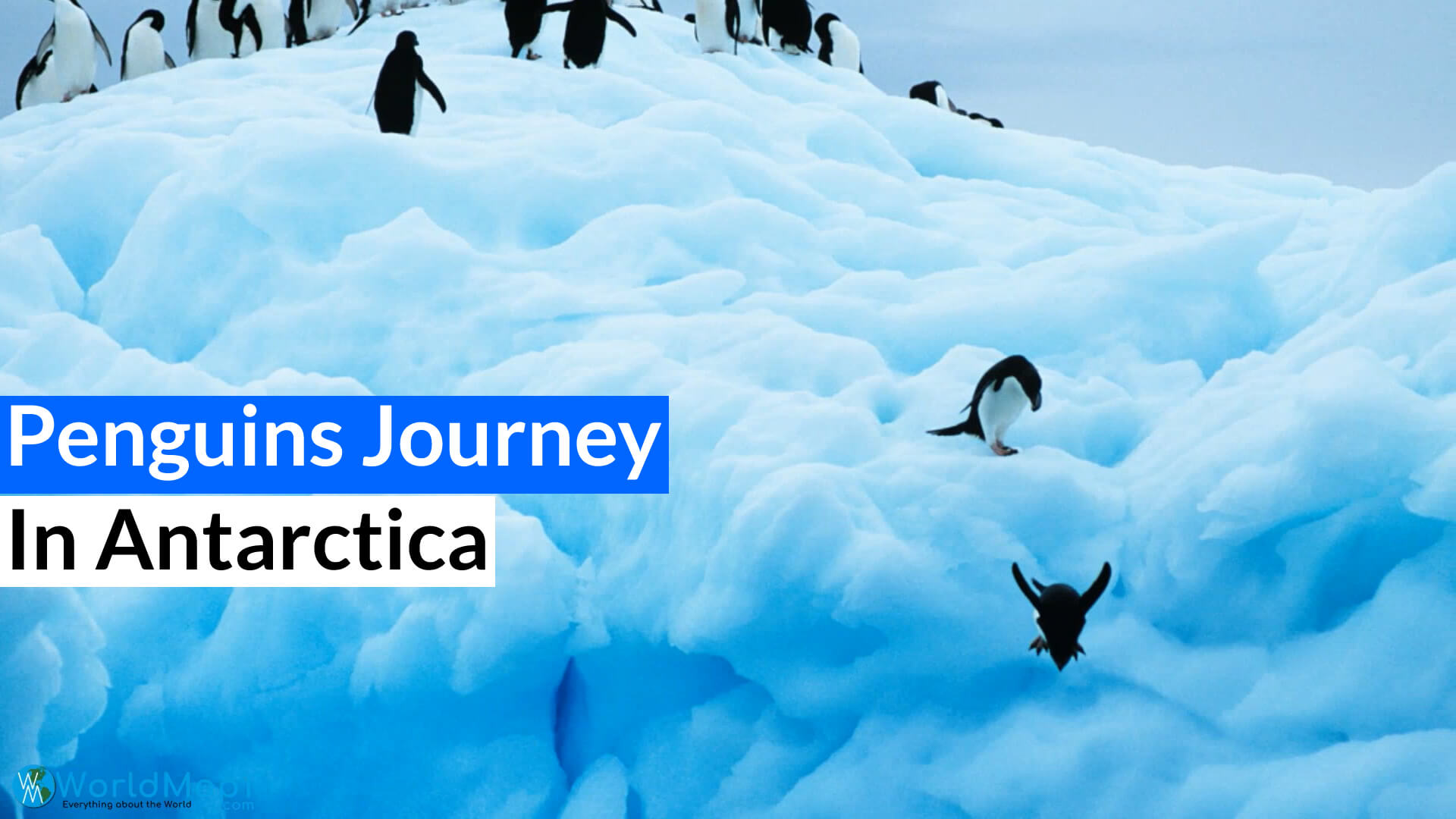 Penguins Journey in Antarctica